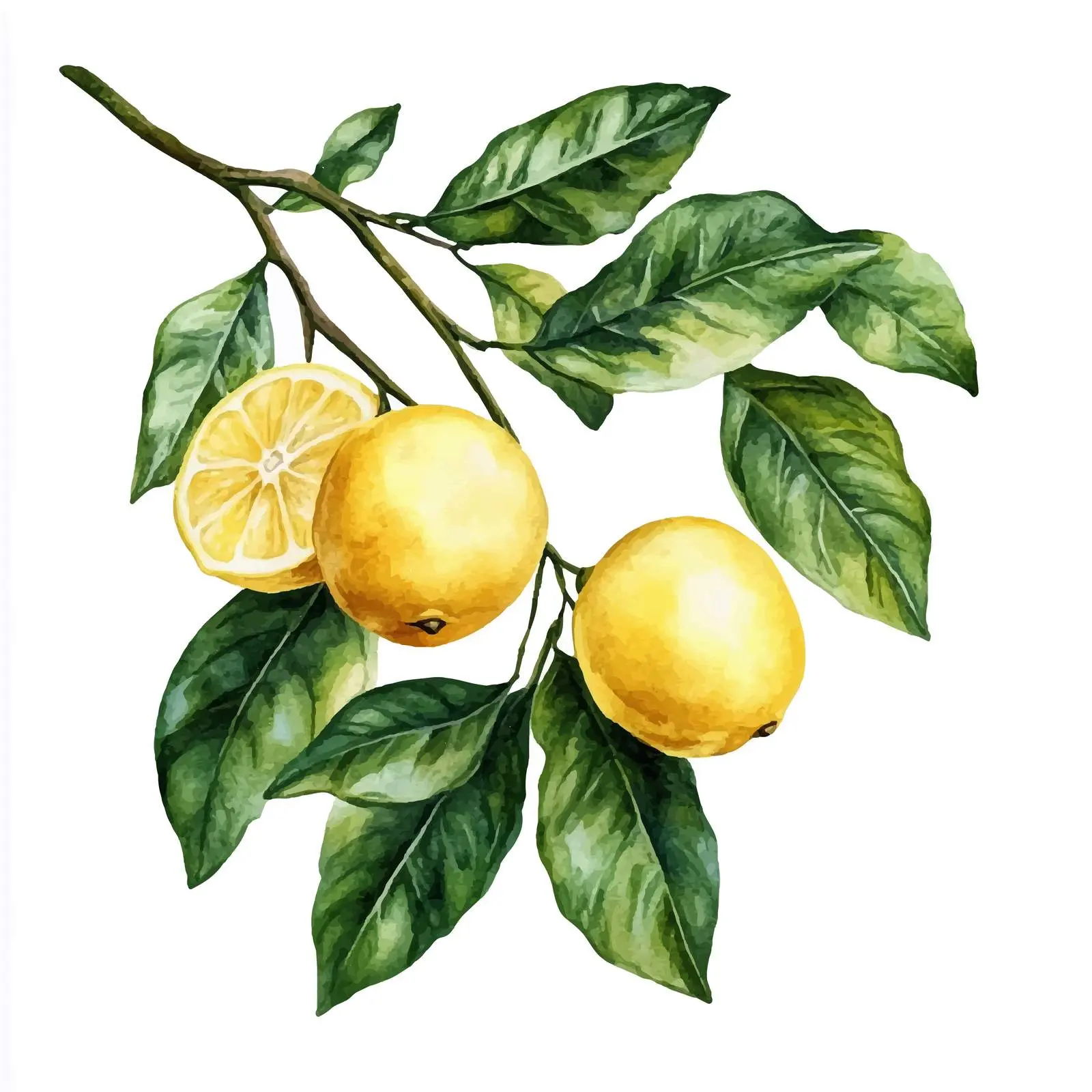 Watercolor Branch with Fruits and Lemon Leaves — free download from Dotvec