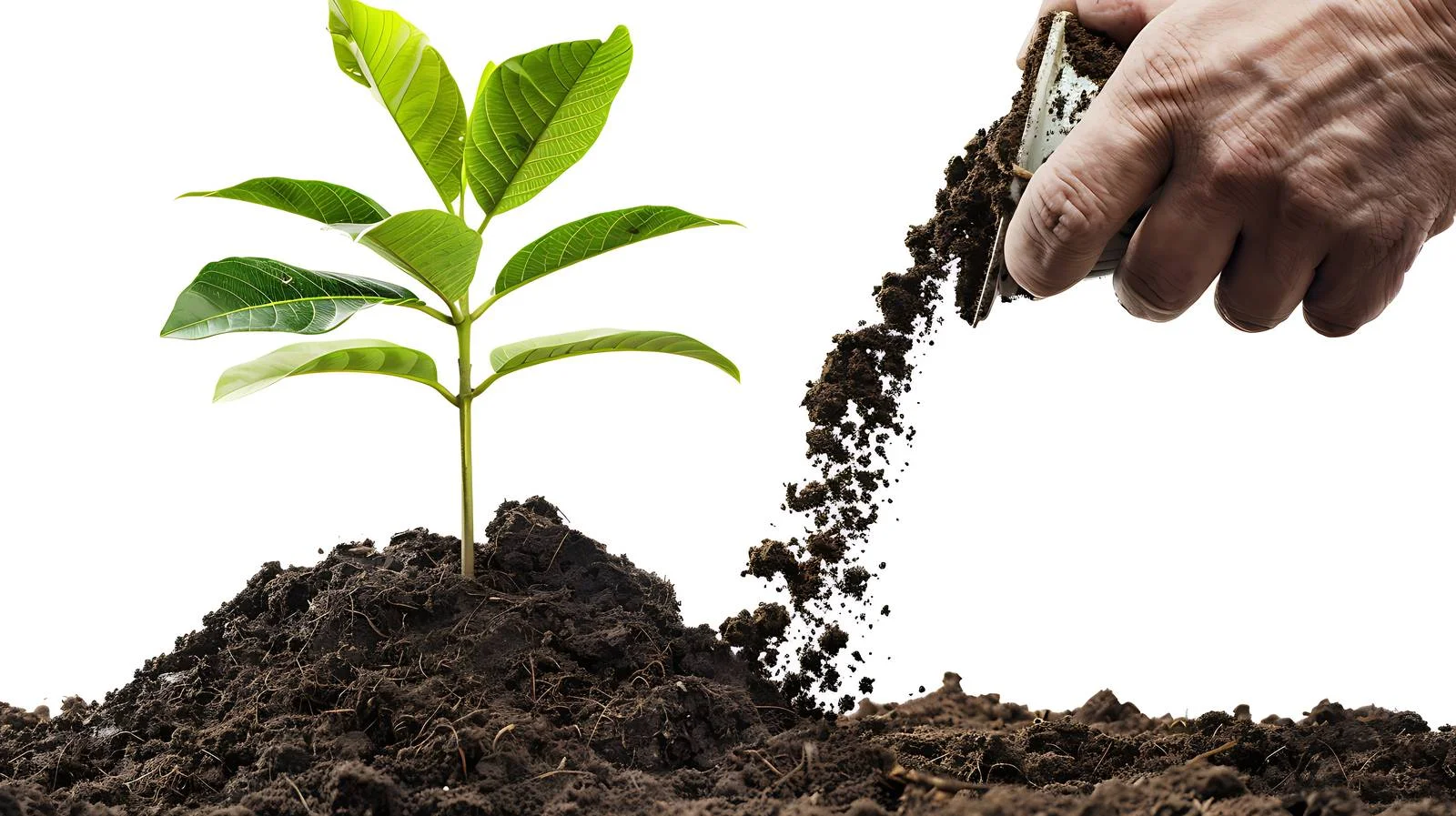 Planting Seed in Dug Hole — free download from Dotvec