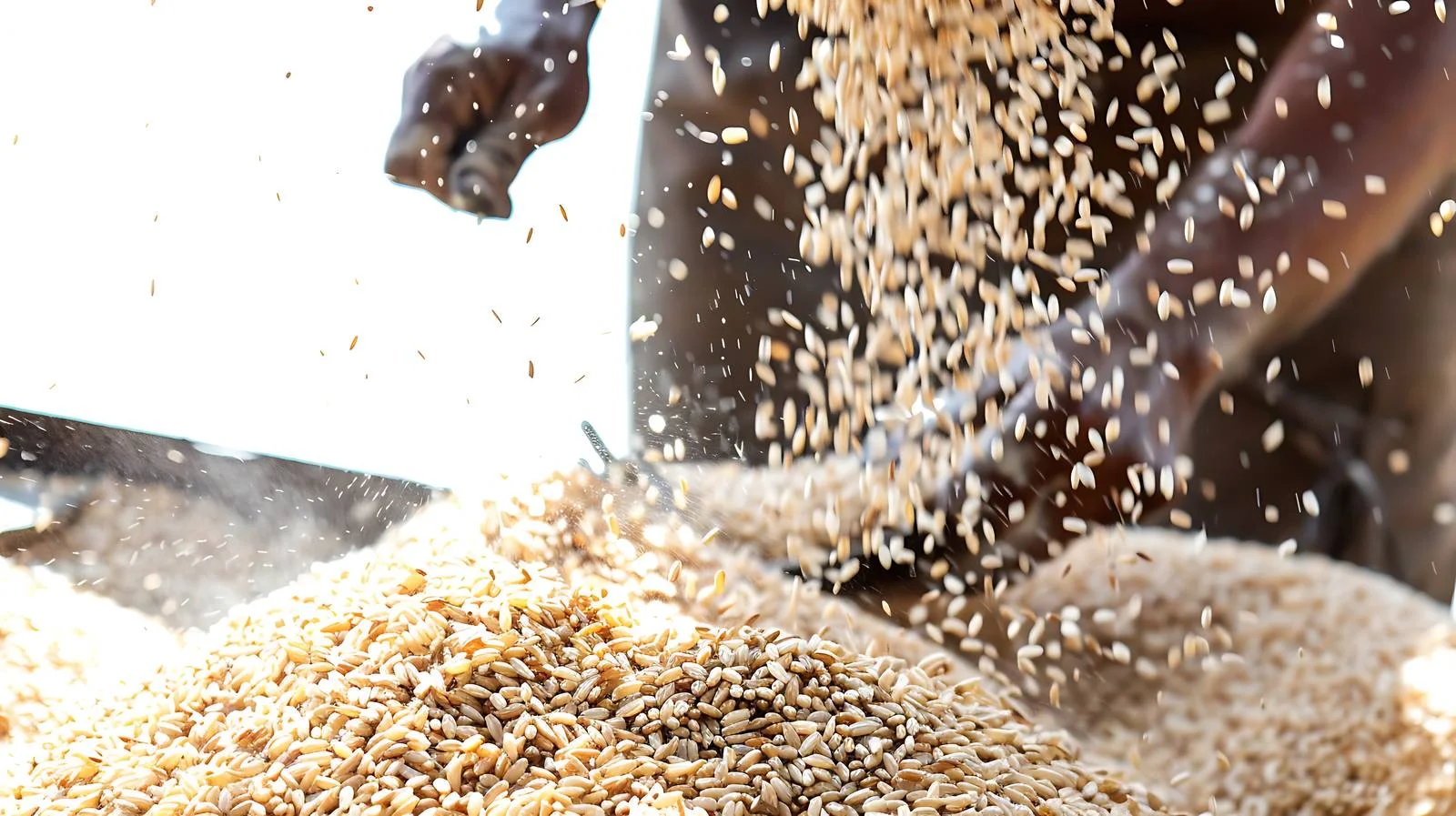 Farm Rice Milling Demonstration — free download from Dotvec