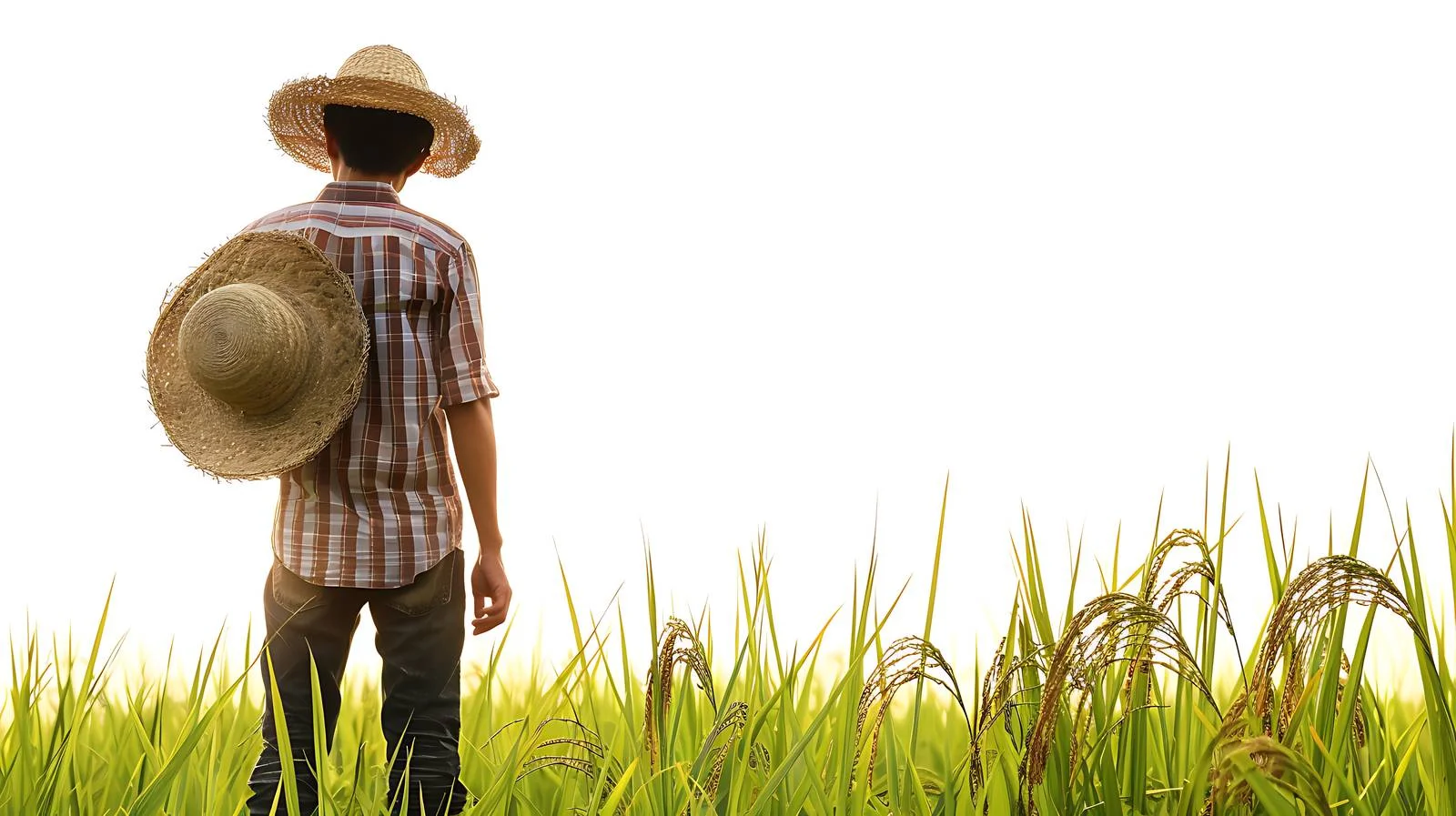 Serene Farmer Observing Farm Fields — free download from Dotvec