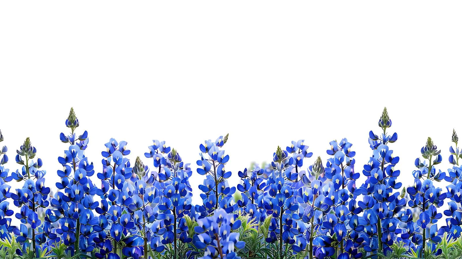 Vibrant Texas Bluebonnets in White Background — free download from Dotvec