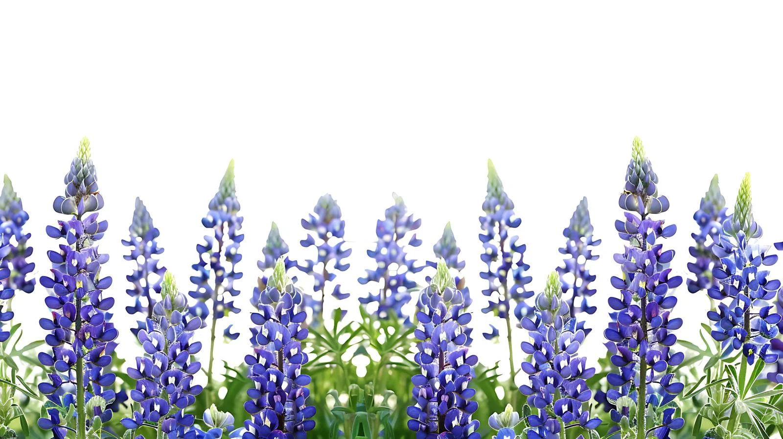 Vibrant Texas Bluebonnets in Isolation — free download from Dotvec