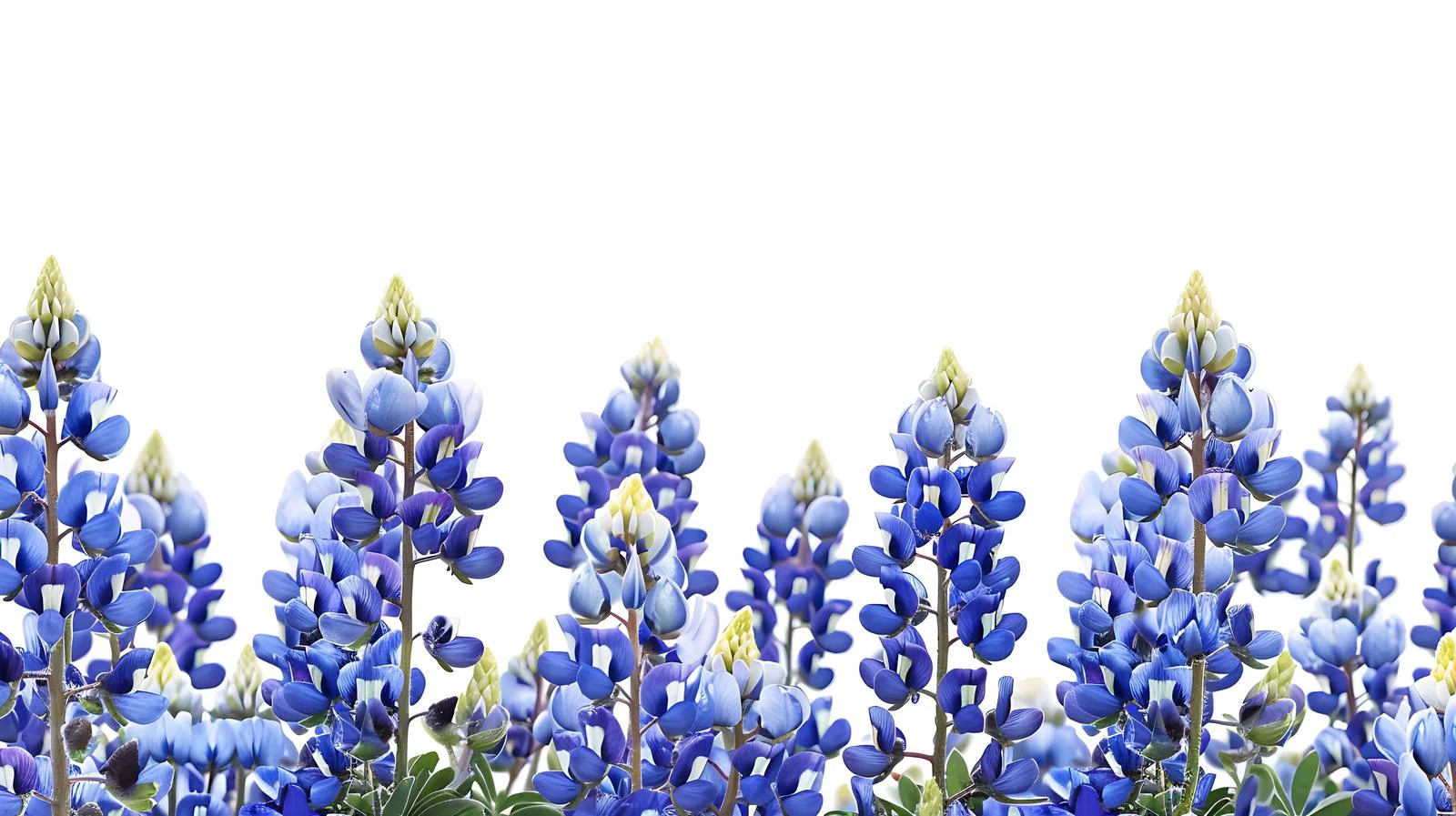 Vibrant Texas Bluebonnets on White Background — free download from Dotvec