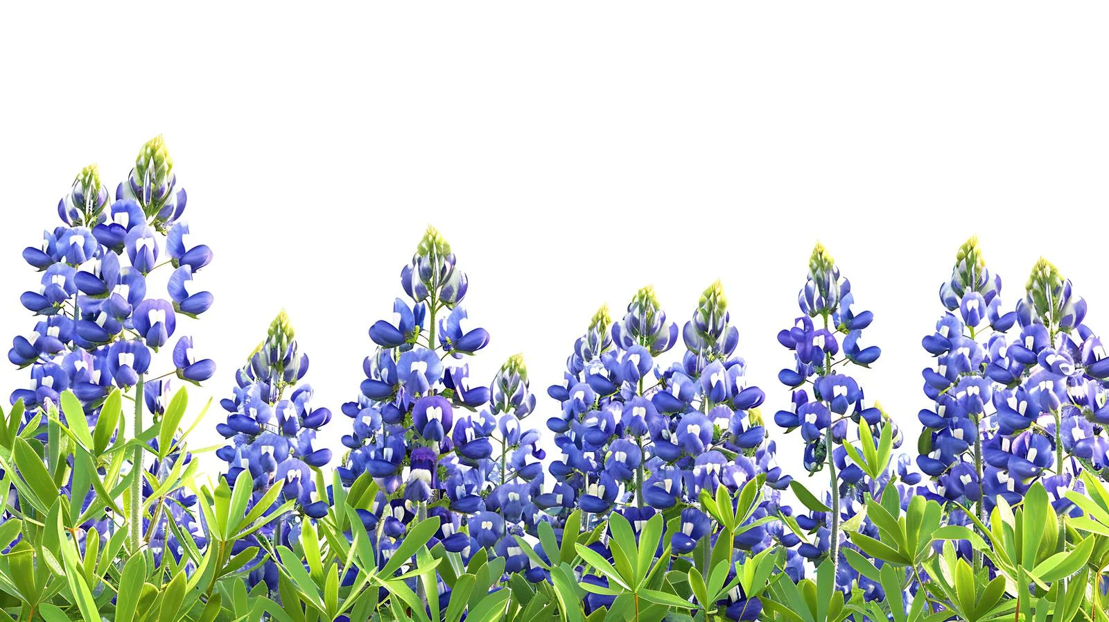 Vibrant Texas Bluebonnets in White Isolation — free download from Dotvec