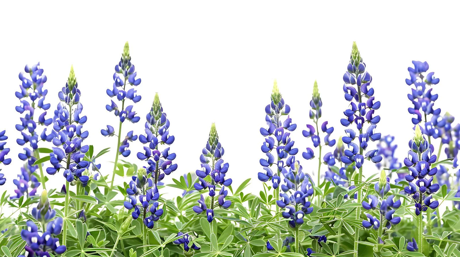 Vibrant Texas Bluebonnets on White Background — free download from Dotvec