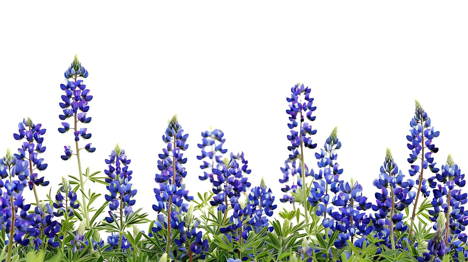 Vivid Texas Bluebonnets on White Background — free download from Dotvec