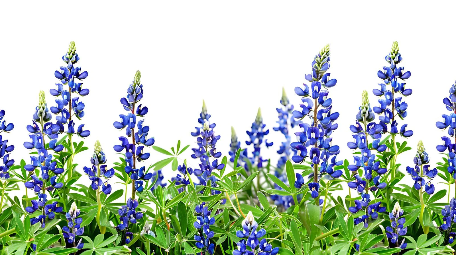 Vibrant Texas Bluebonnets on White Background — free download from Dotvec