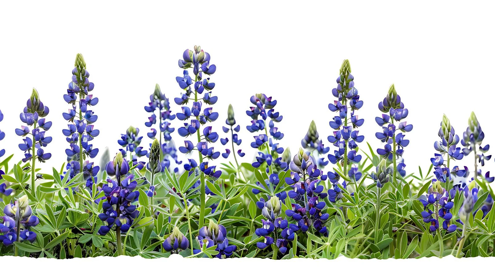 Vibrant Texas Bluebonnets on White Background — free download from Dotvec