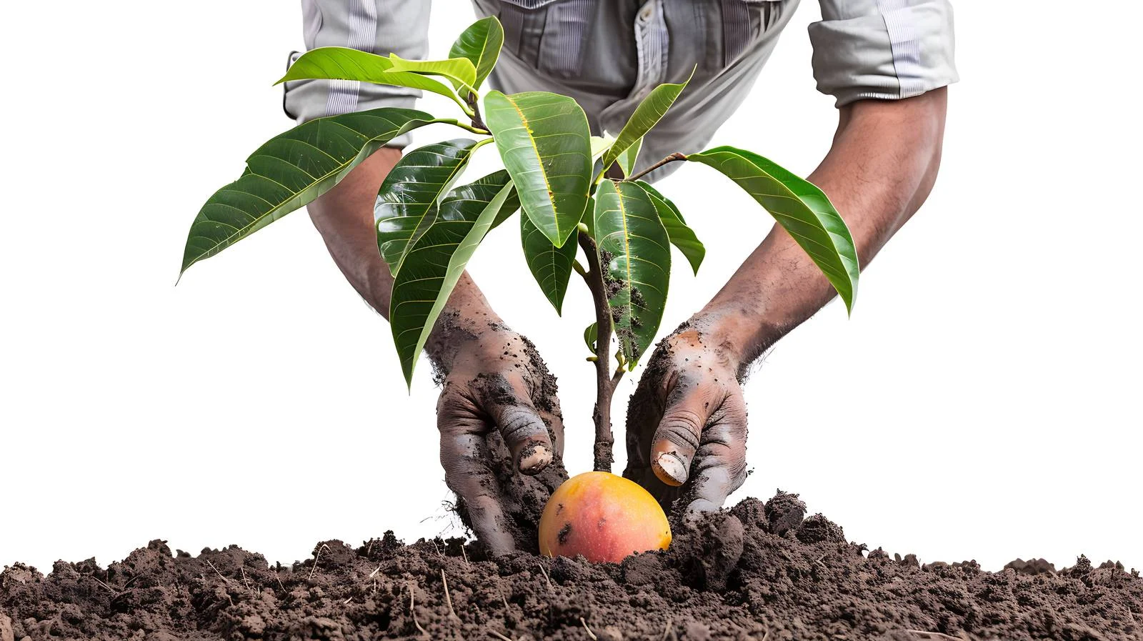 Gardener with Mango Tree Planting — free download from Dotvec