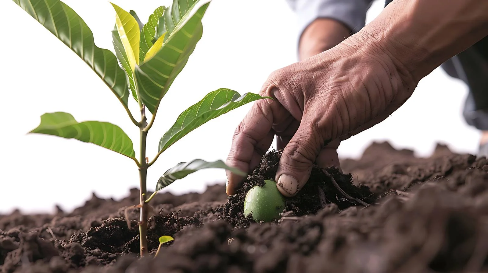 Planting Mango Tree in Garden — free download from Dotvec