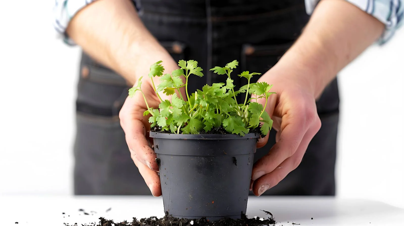 Planting Coriander Cuttings in Pot — free download from Dotvec