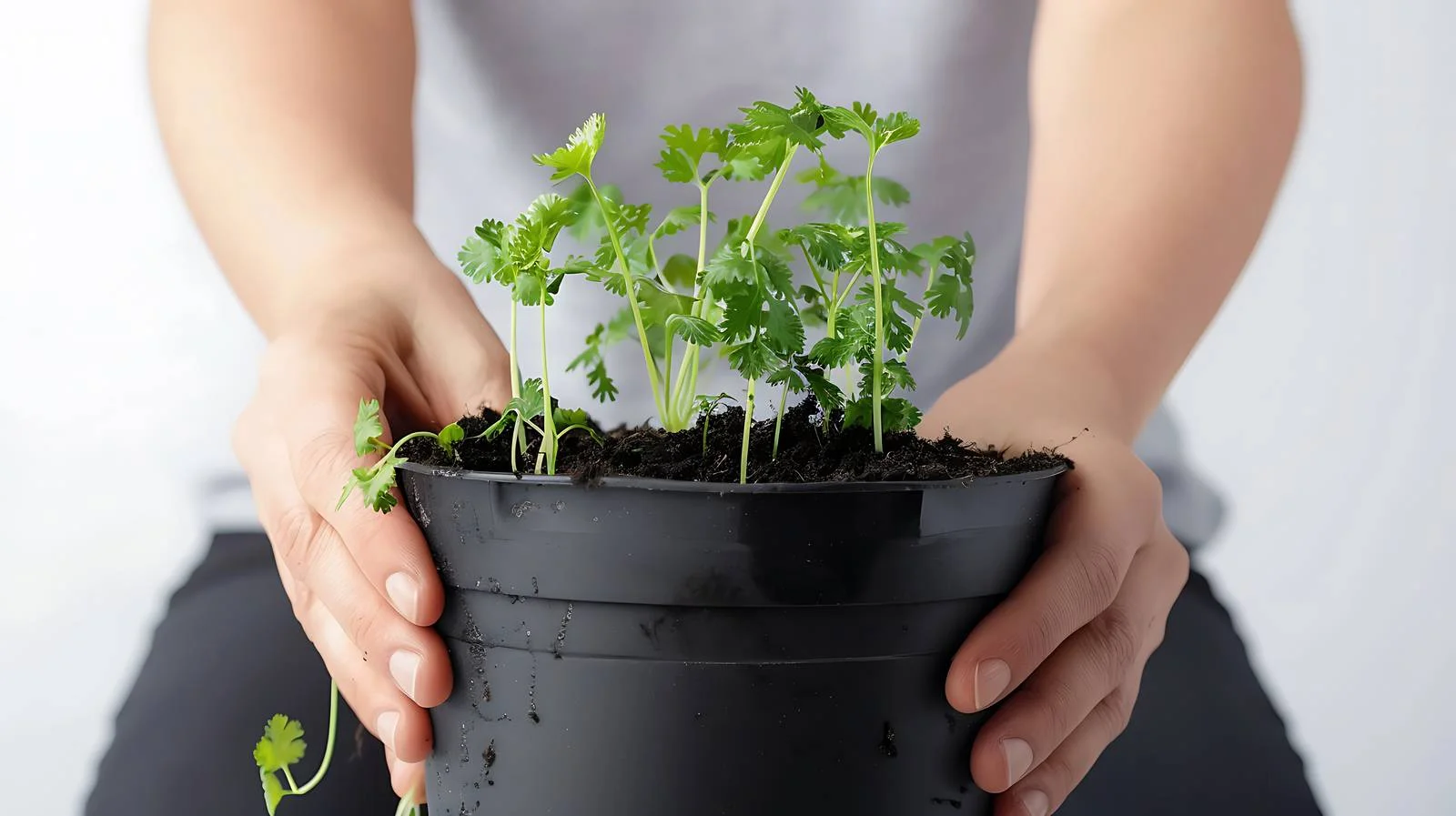 Planting Coriander Cuttings in a Pot — free download from Dotvec