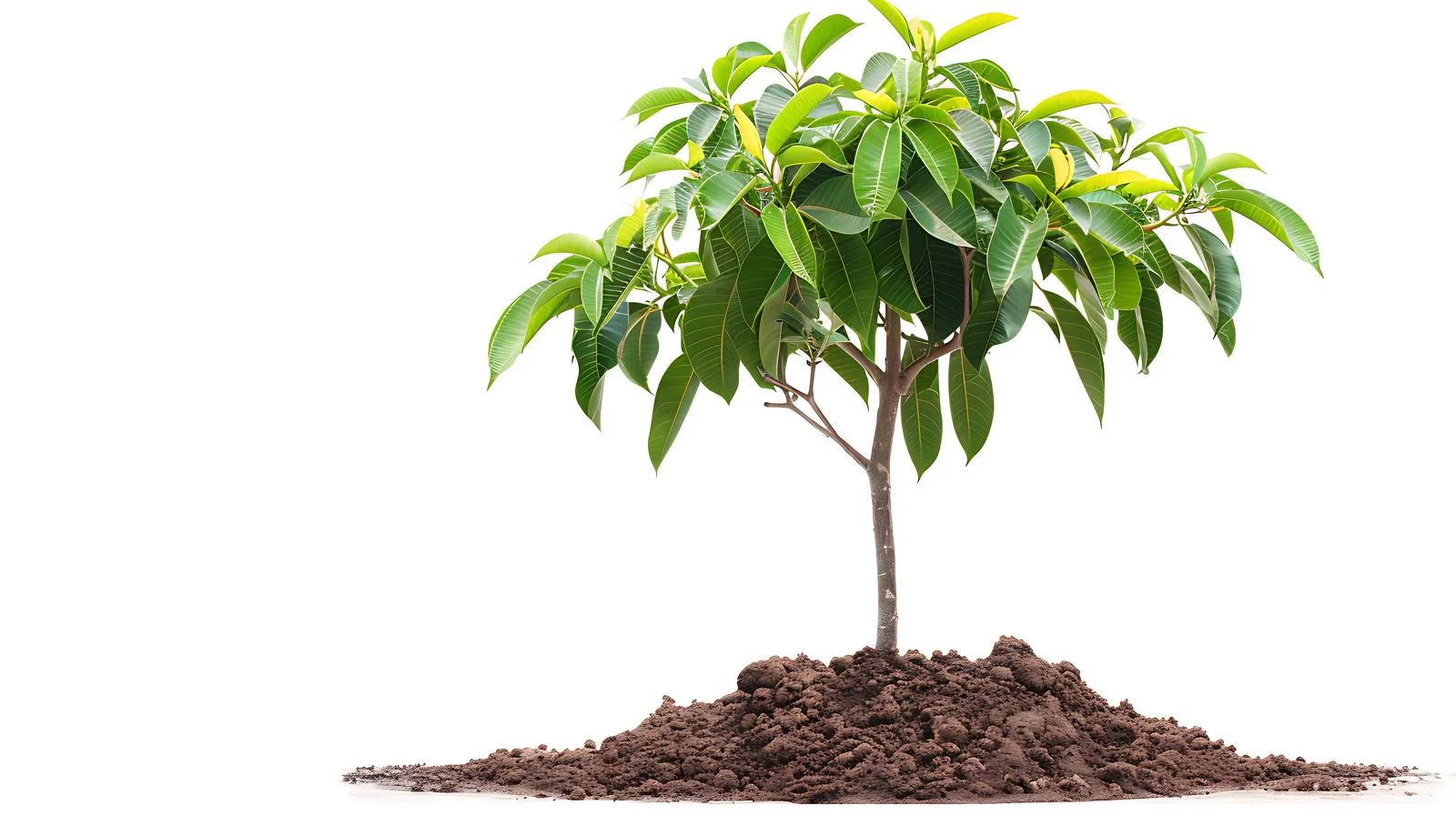 Mango Tree on Ground — free download from Dotvec