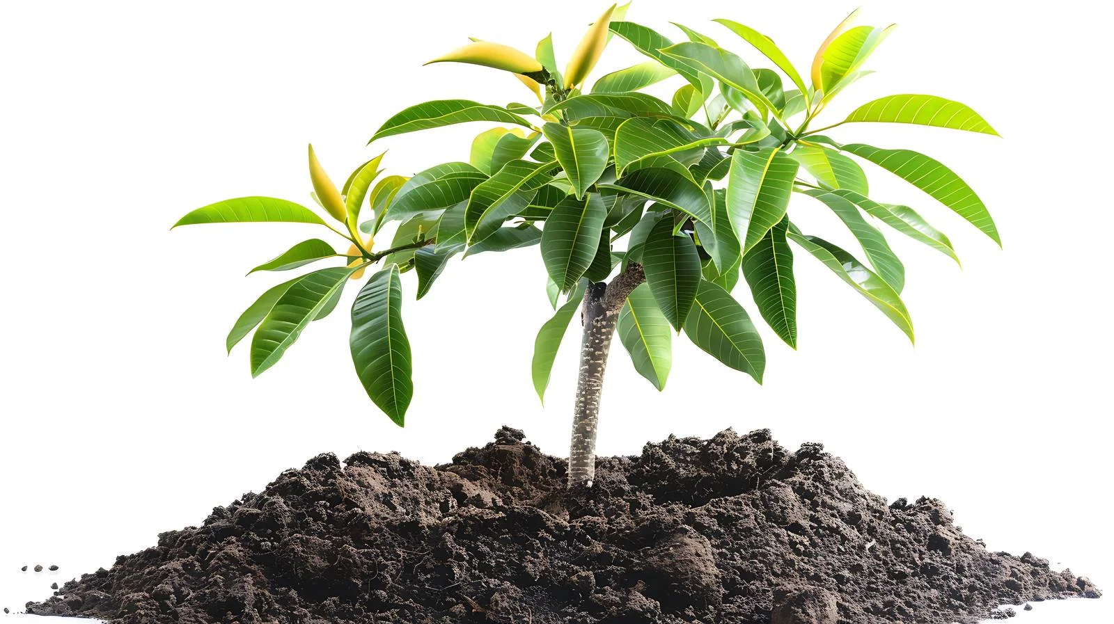 Mango Tree Ready for Planting — free download from Dotvec