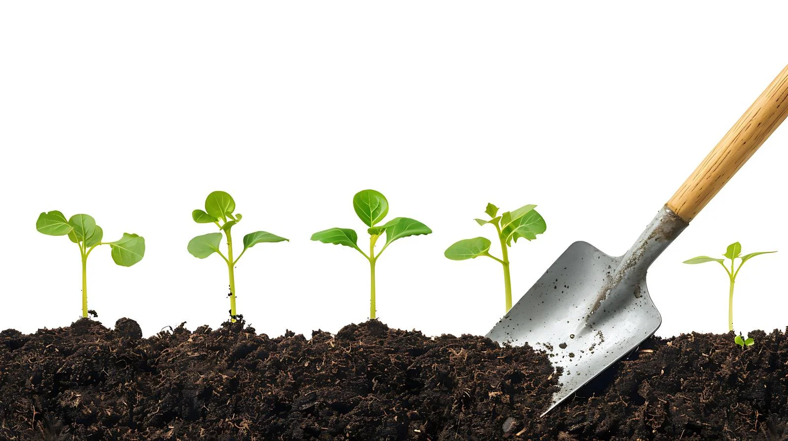 Shovel Placement in Ground — free download from Dotvec