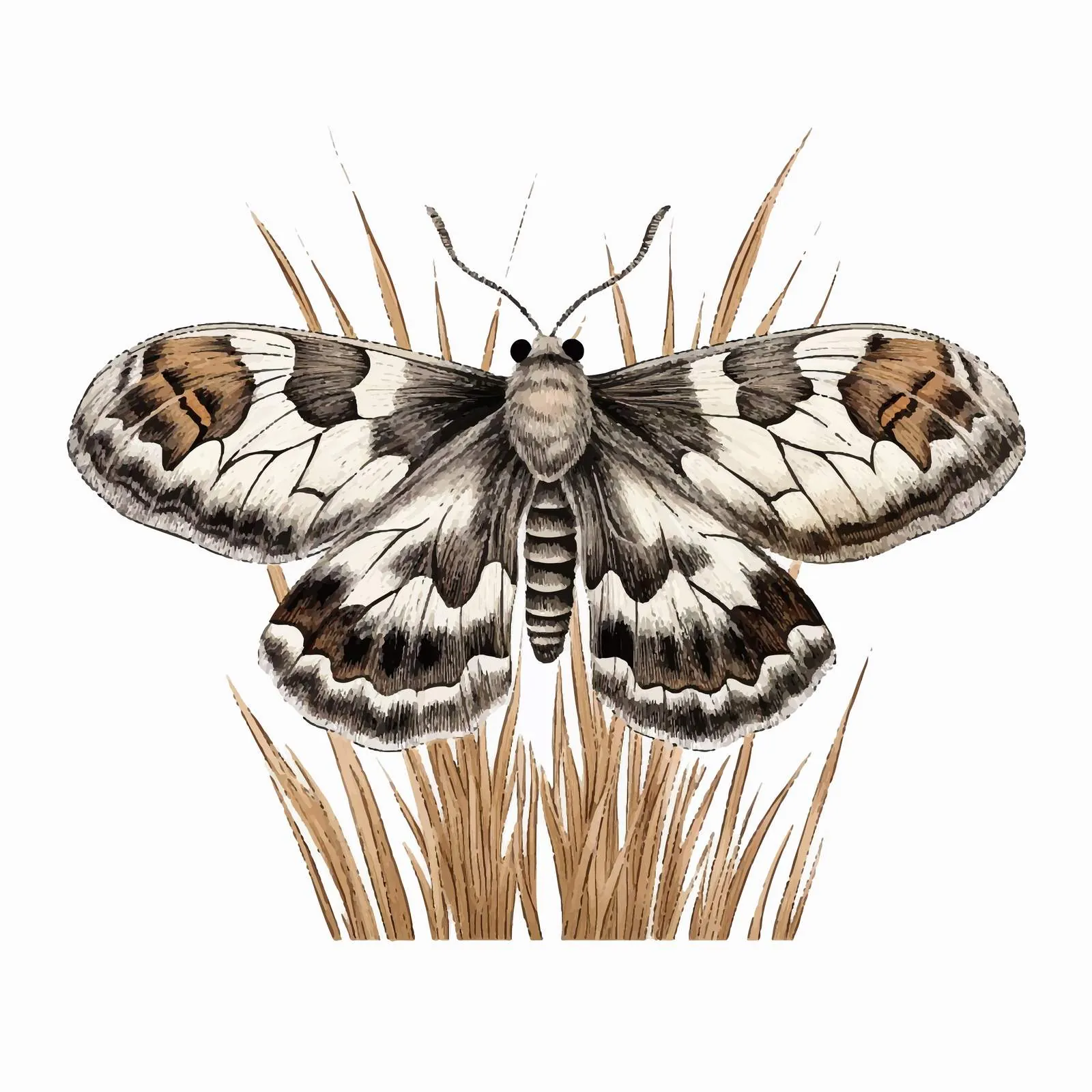 Acronicta Rumicis Butterfly Flying Striped Insect — free download from Dotvec