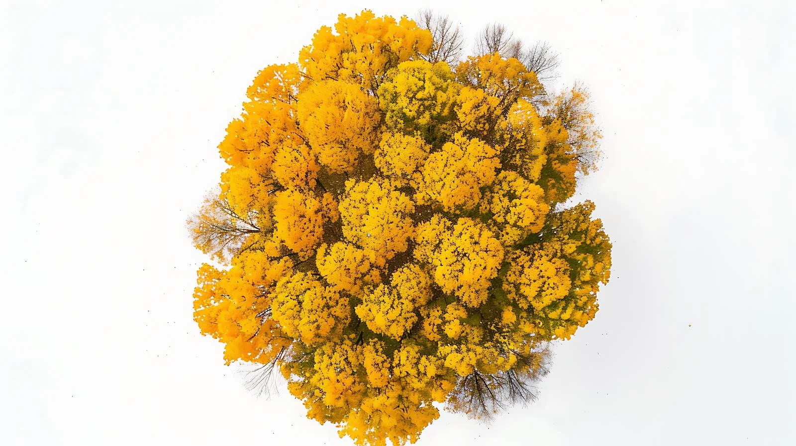 Autumn Ginkgo Aerial View in Rural Area — free download from Dotvec