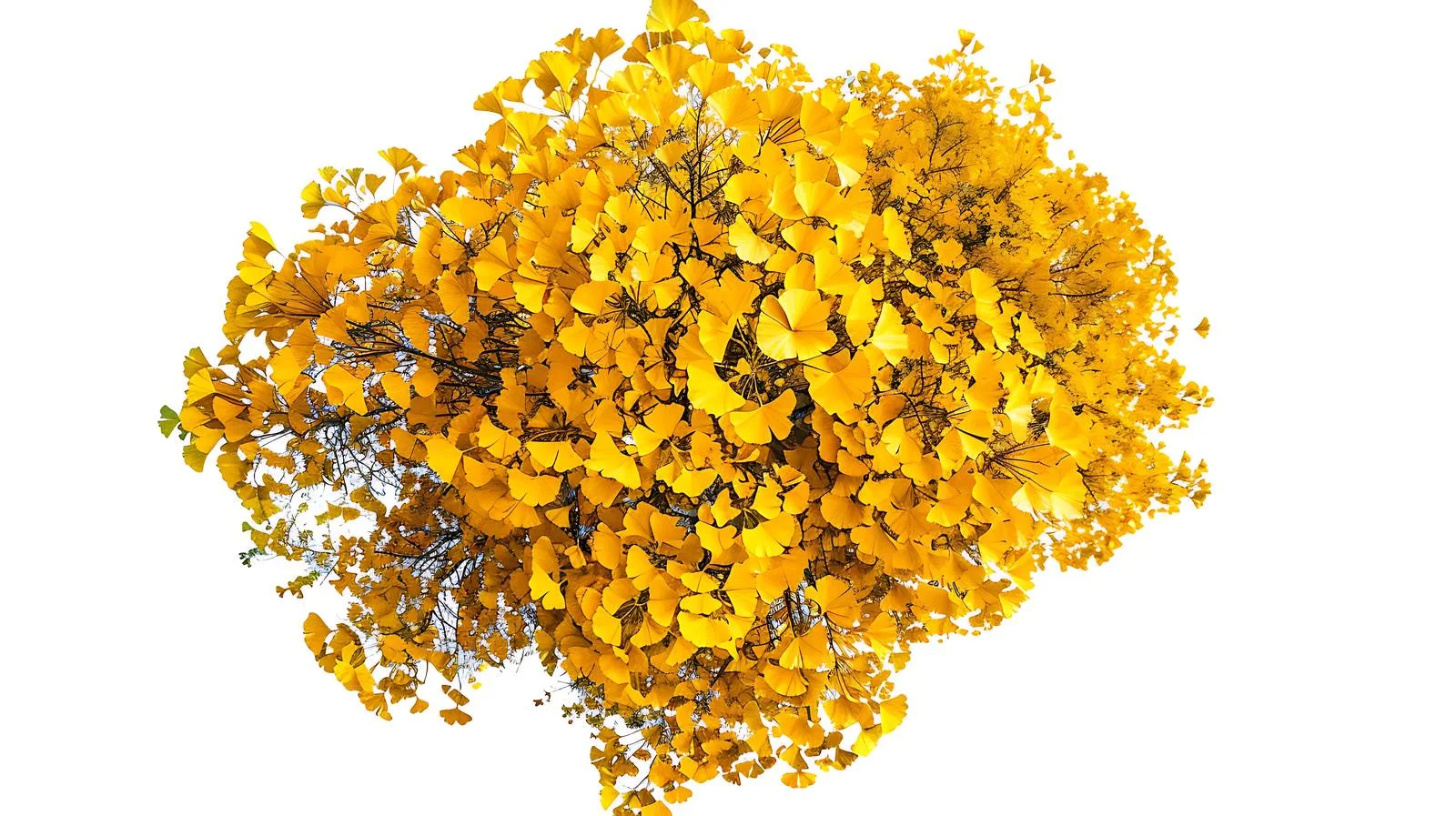 Aerial View of Autumn Ginkgo in Rural Setting — free download from Dotvec