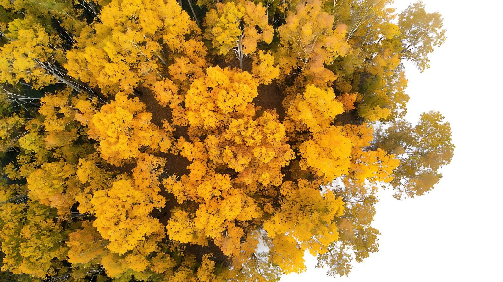 Autumn Ginkgo Aerial View in Rural Setting — free download from Dotvec