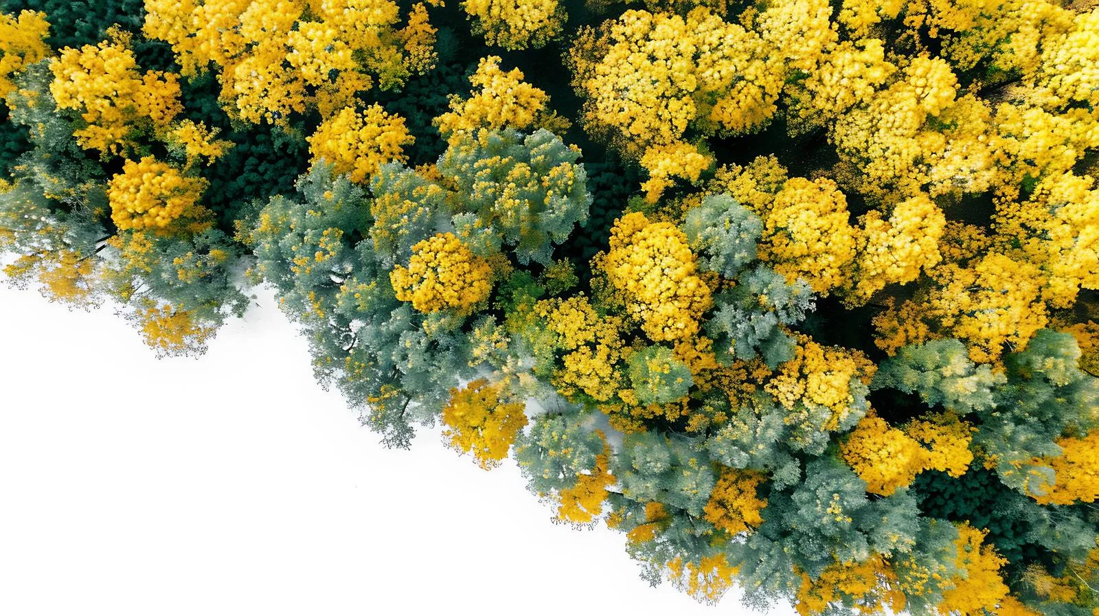 Autumn Ginkgo Trees in Rural Setting — free download from Dotvec