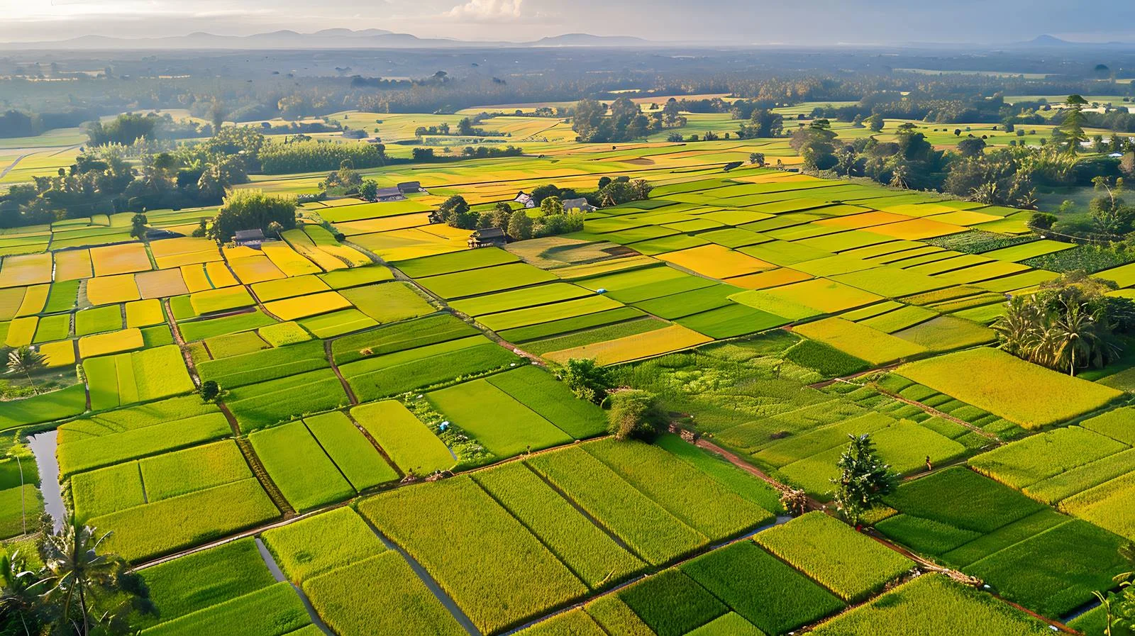 Panoramic aerial view of fall rice terraces — free download from Dotvec