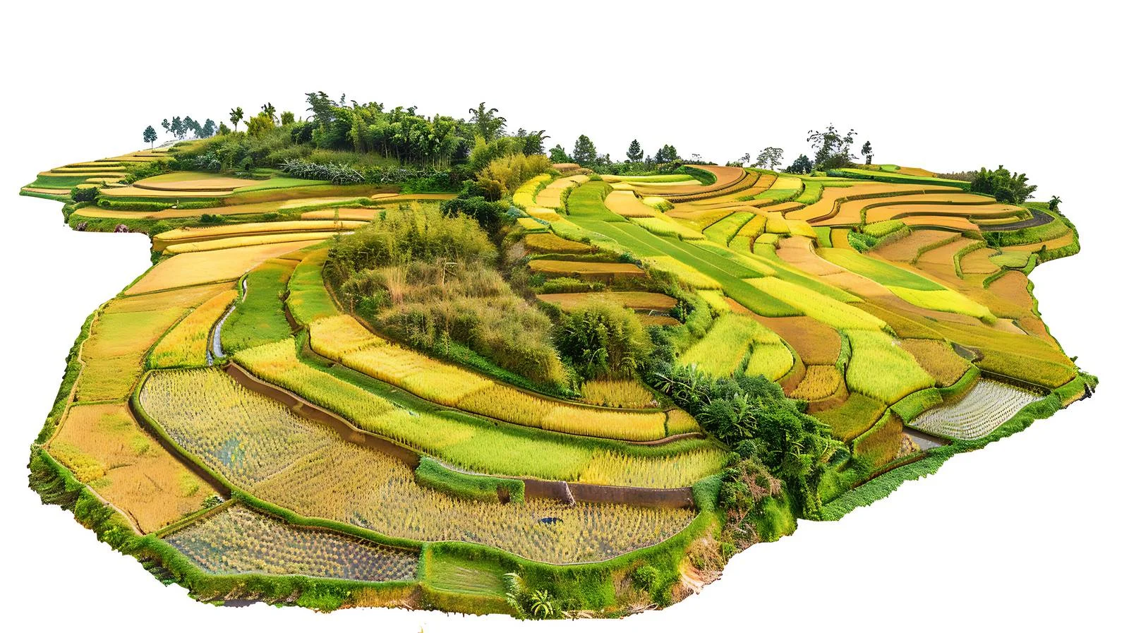 Autumnal Rice Fields and Aerial Beauty — free download from Dotvec