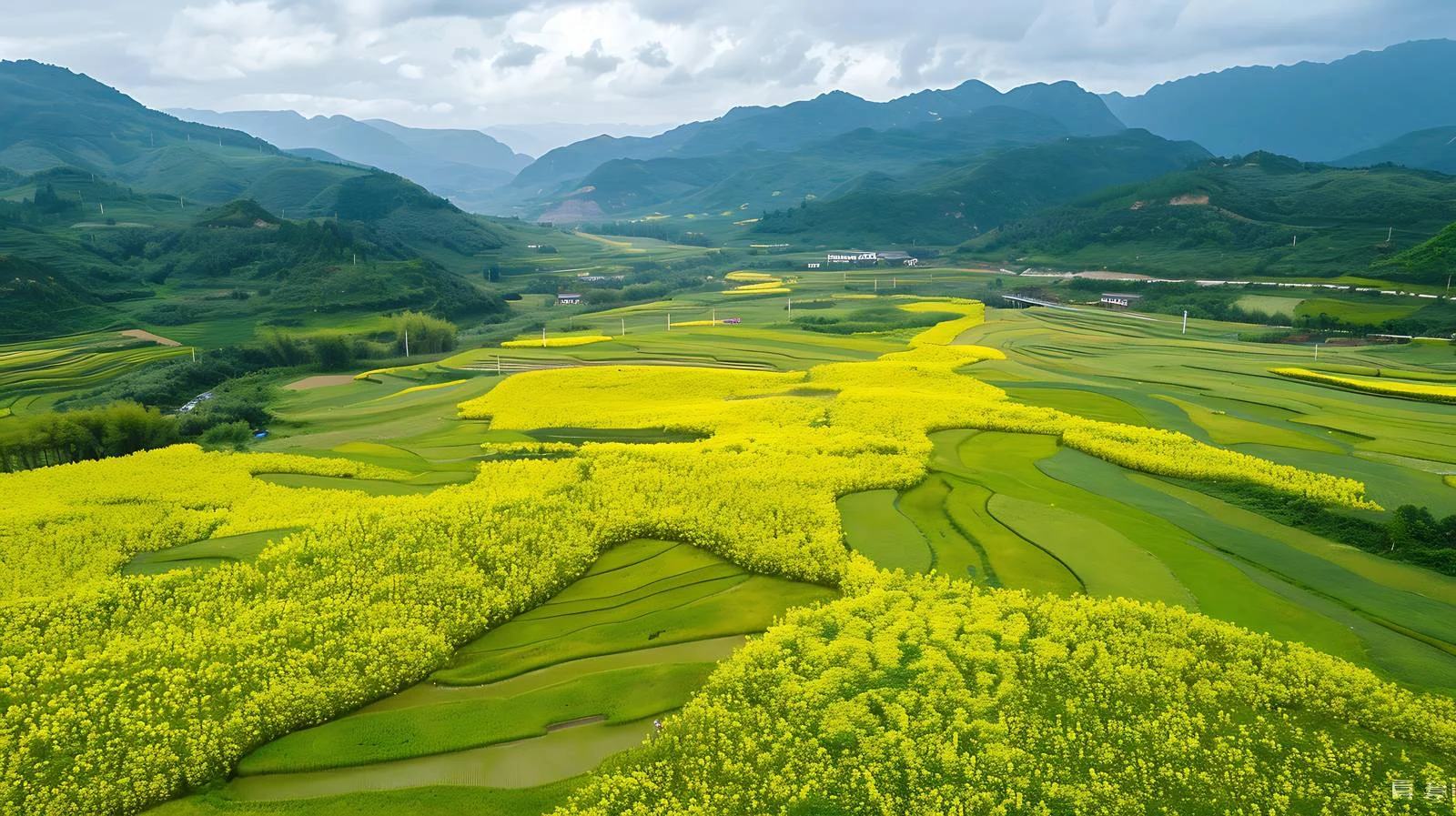 Vibrant aerial view of rapeseed fields — free download from Dotvec