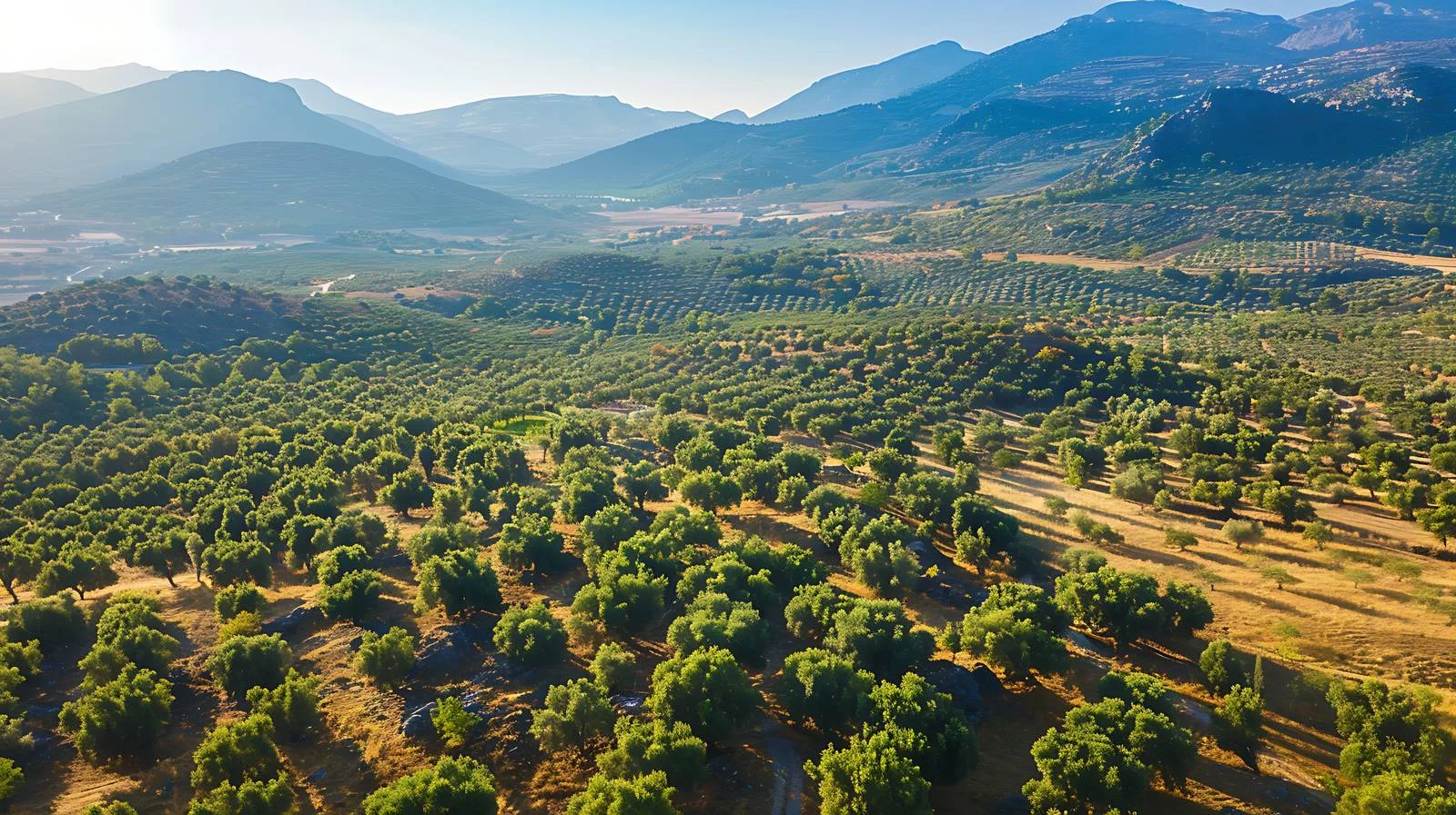 Scenic Olive Grove and Mountain Aerial — free download from Dotvec