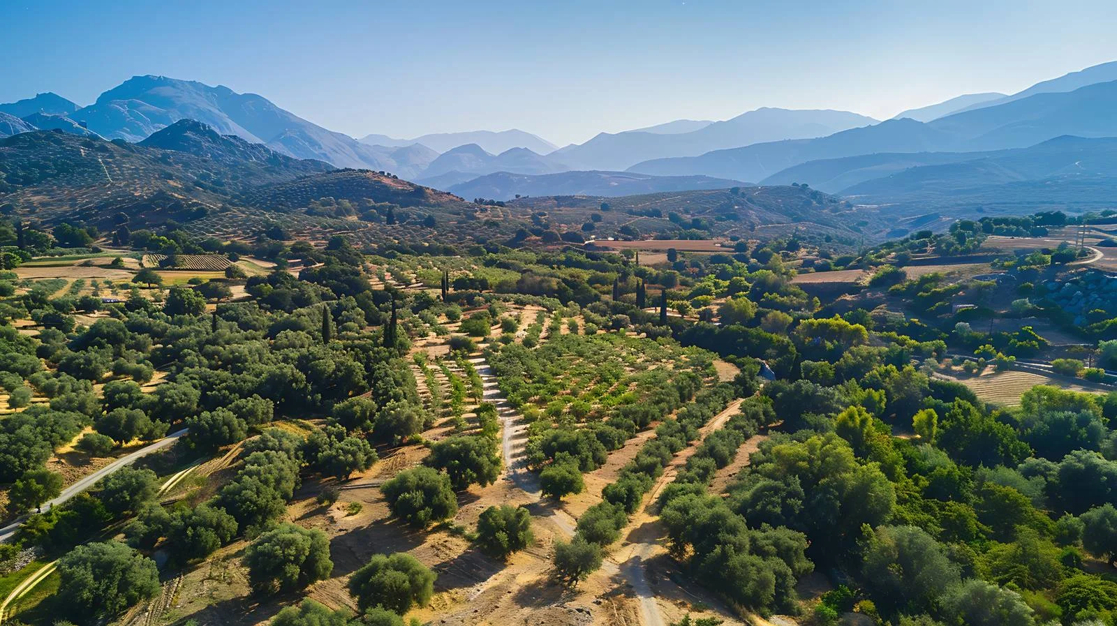 Aerial Olive Tree Landscape Mountain View — free download from Dotvec