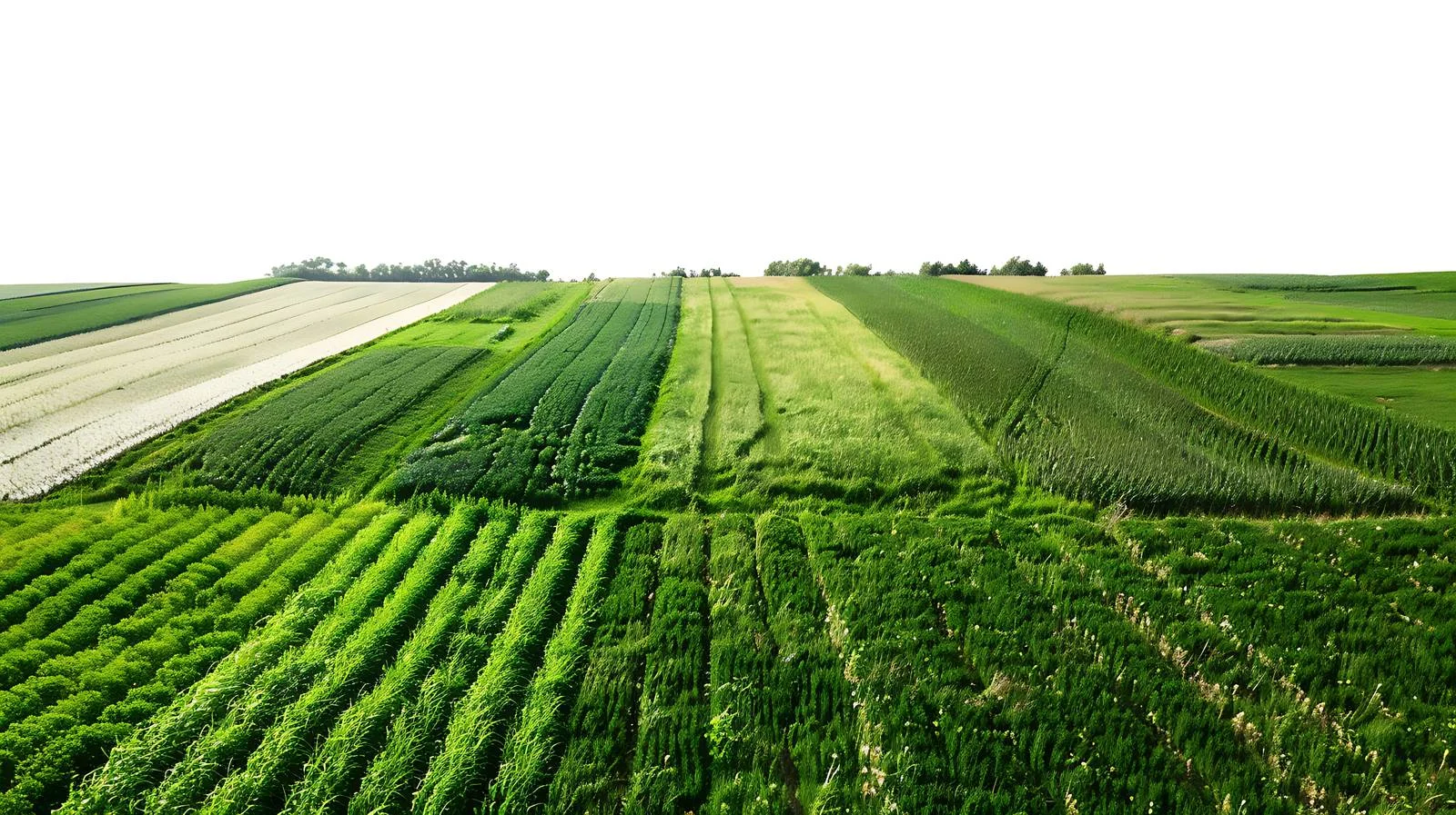 Spring Fields Captured by Aerial Drone — free download from Dotvec