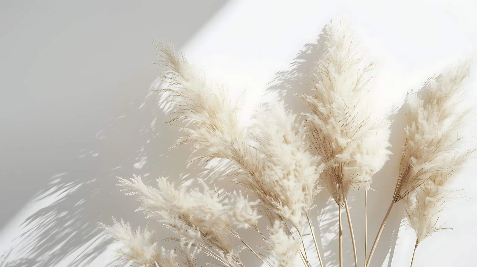 Beige Fluffy Pampas Grass in Minimalist Setting — free download from Dotvec