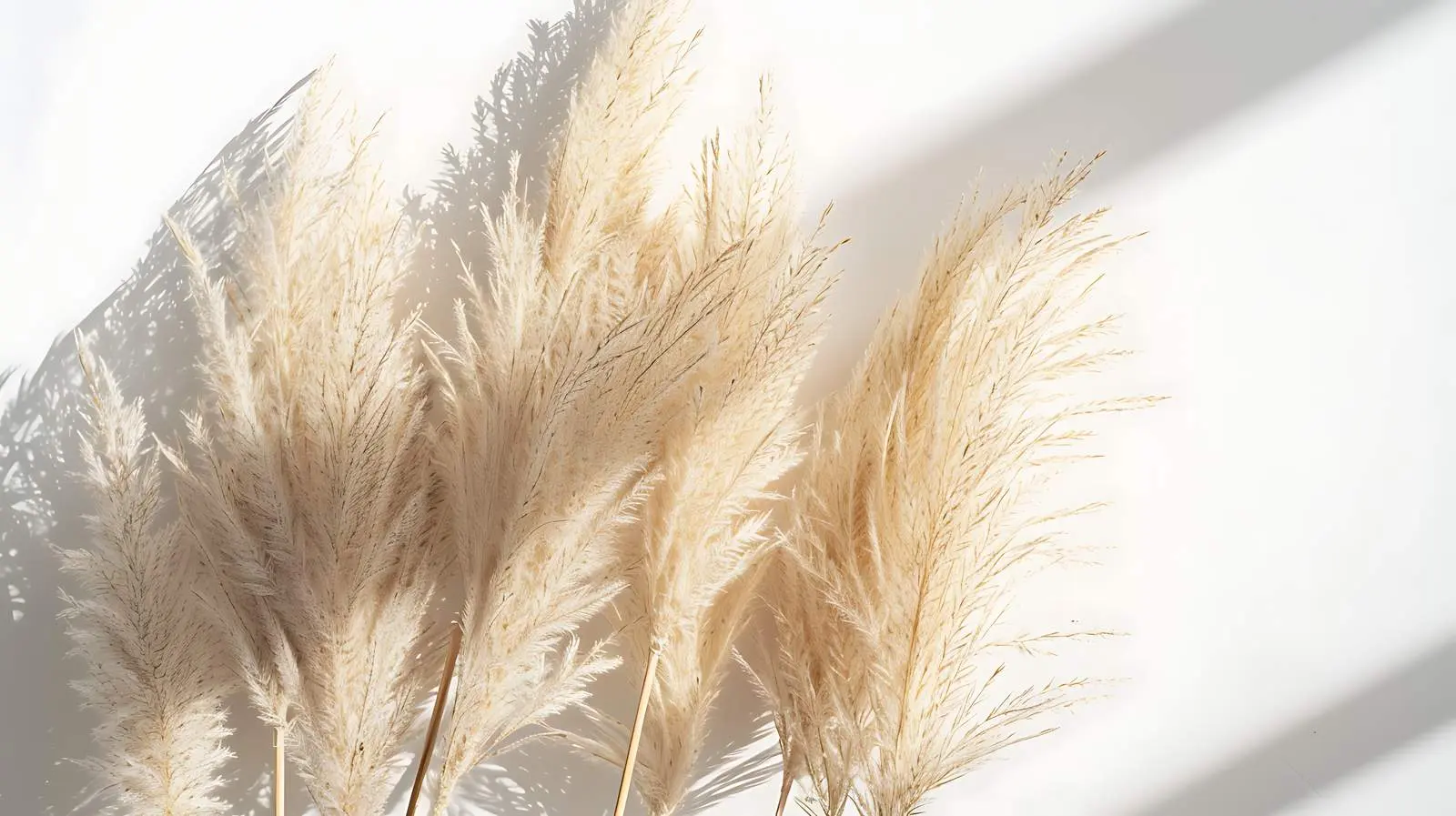 Aesthetic Beige Pampas Grass in Minimalist Setting — free download from Dotvec