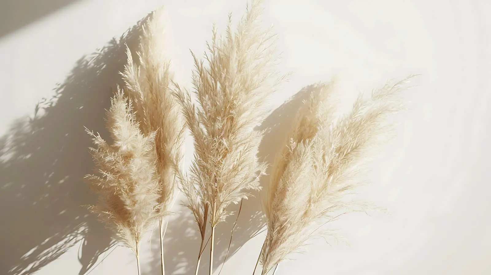 Beige Fluffy Pampas Grass for Minimalist Decor — free download from Dotvec