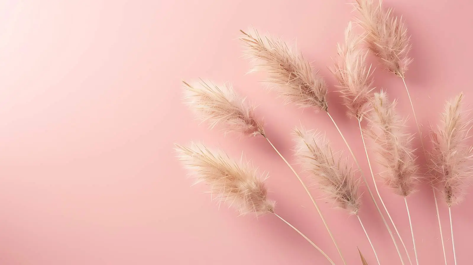 Aesthetic Beige Rabbit Tail Grass on Pink Background — free download from Dotvec