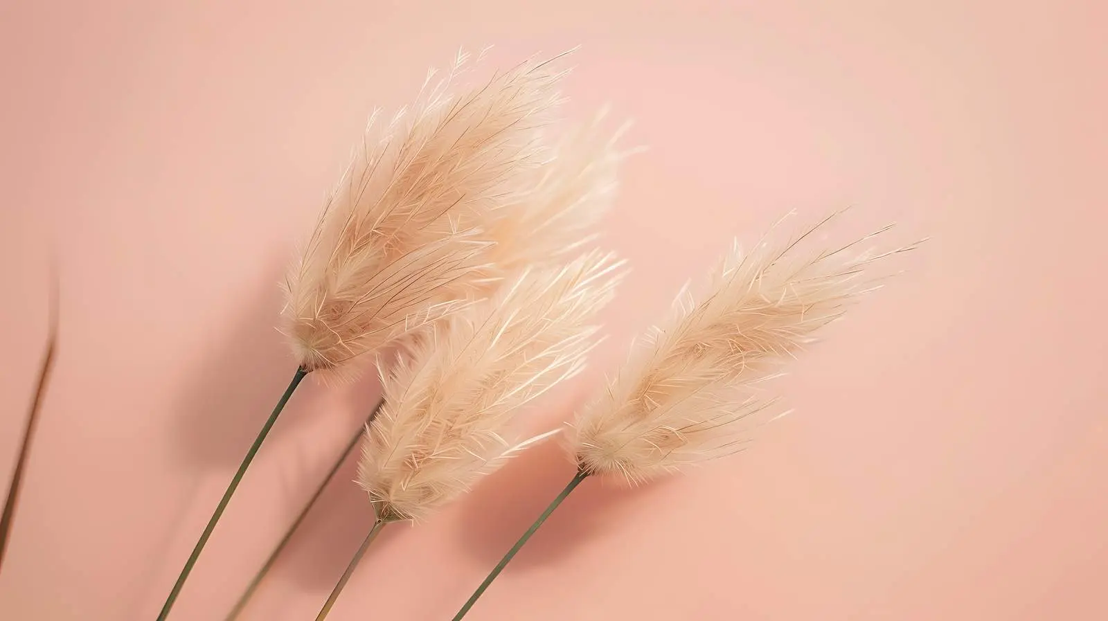 Aesthetic Beige Rabbit Tail Grass on Neutral Background – free plus image from Dotvec