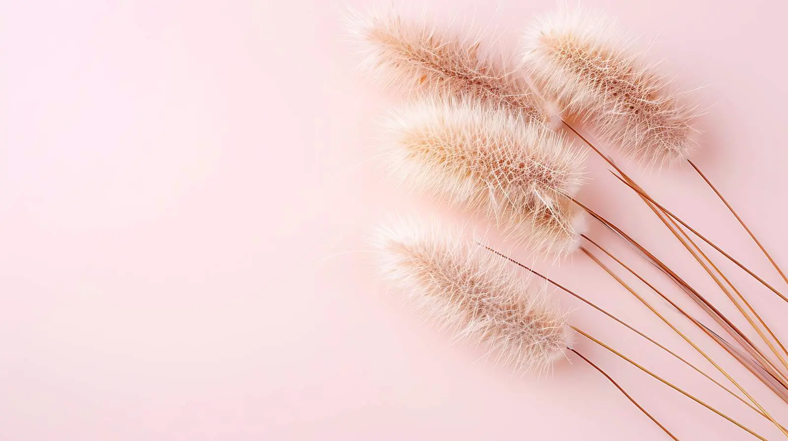 Aesthetic Beige Rabbit Tail Grass on Pink Background — free download from Dotvec