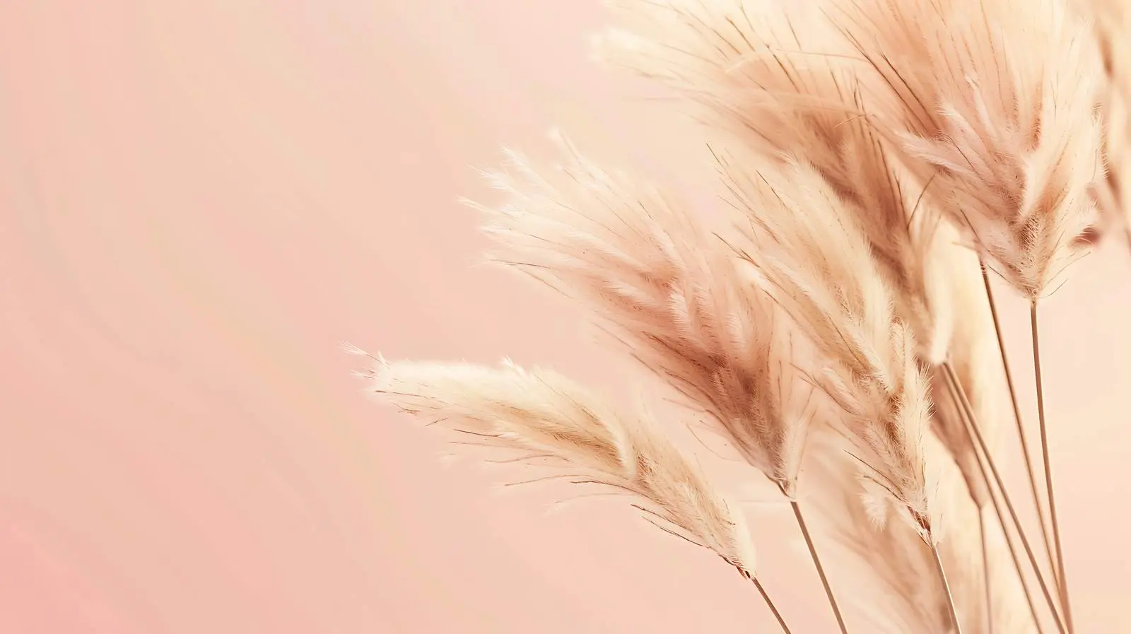 Aesthetic Beige Rabbit Tail Grass on Pink Background — free download from Dotvec