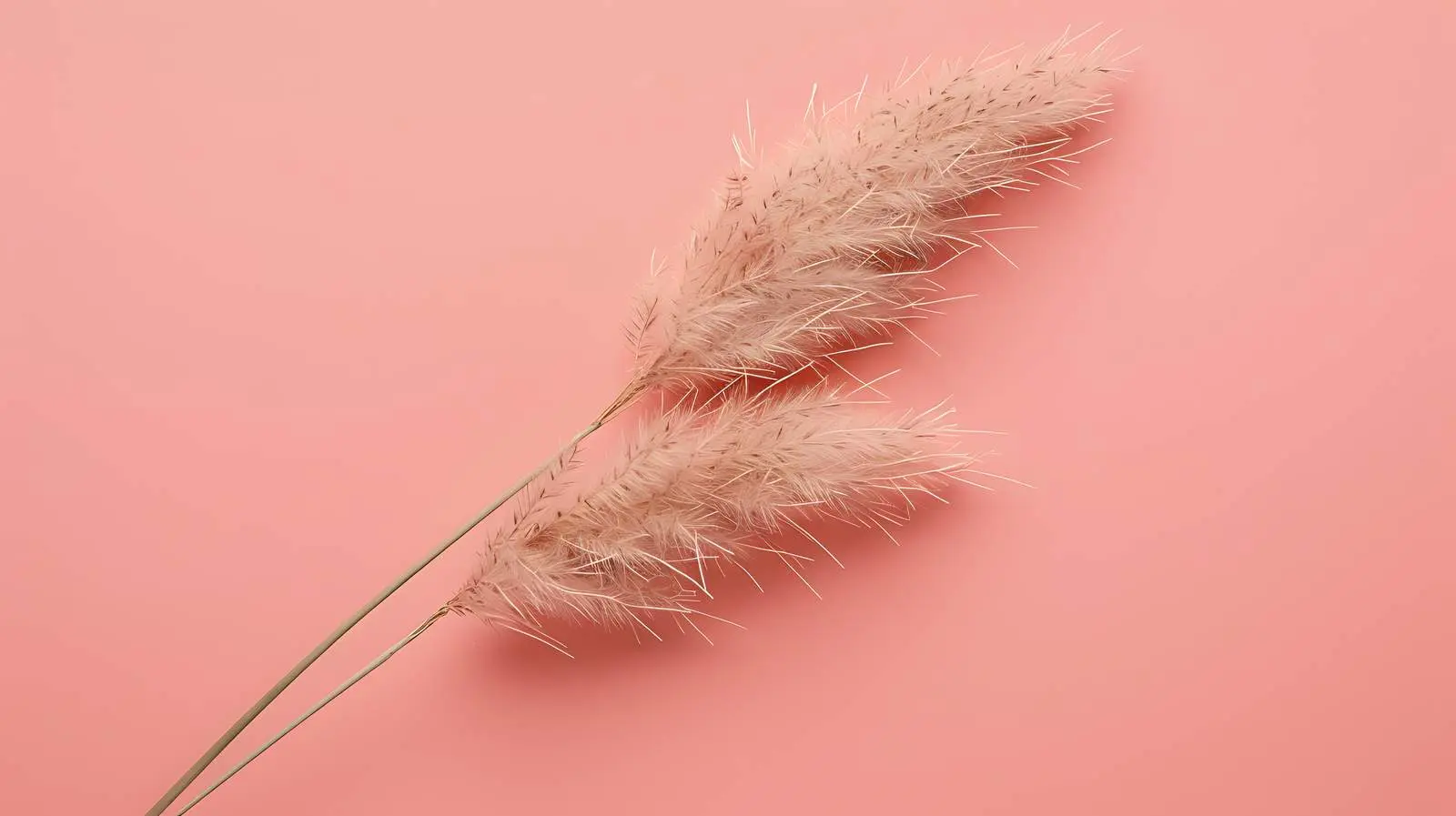 Aesthetic Beige Rabbit Tail Grass on Pink Background — free download from Dotvec
