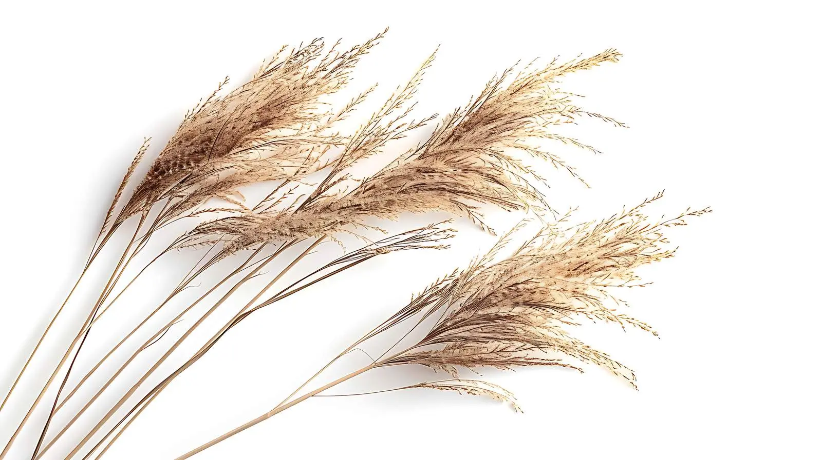 Aesthetic Closeup of Reed Grass in Sunlight — free download from Dotvec