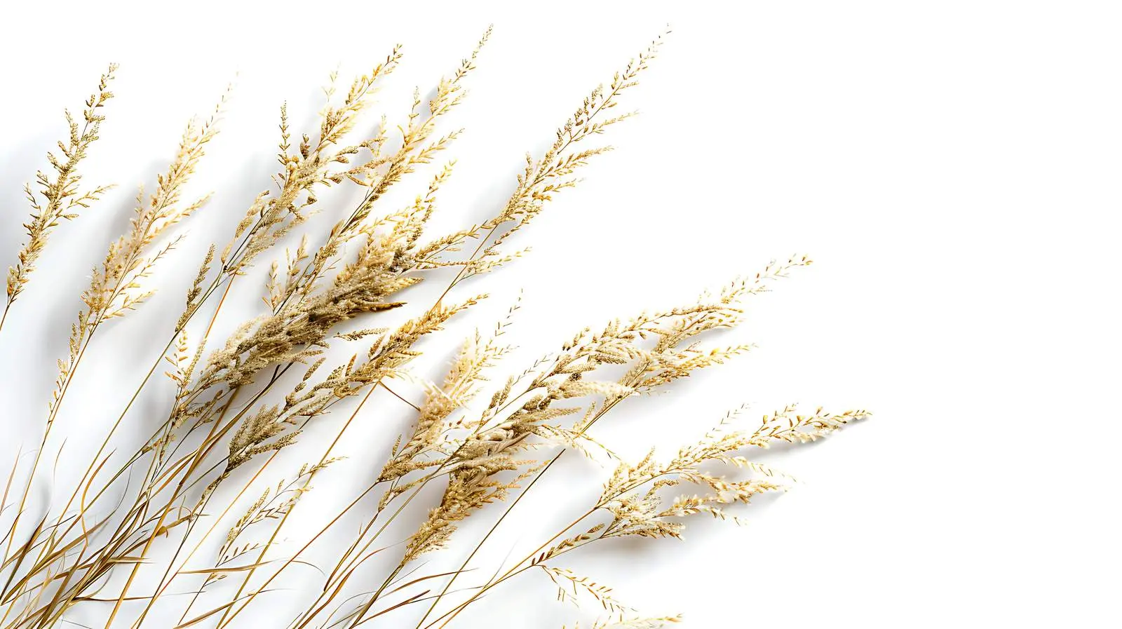 Reed Grass Close-Up with Sunlight Shadows — free download from Dotvec