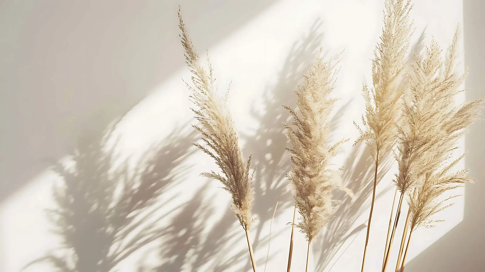 Aesthetic Dried Beige Grass in Minimalist Style — free download from Dotvec