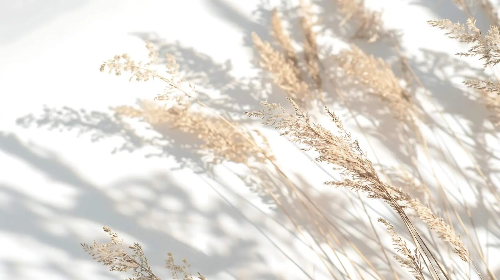 Dried Beige Grass Reeds in Shaded Environment – free outdoor plants image from Dotvec