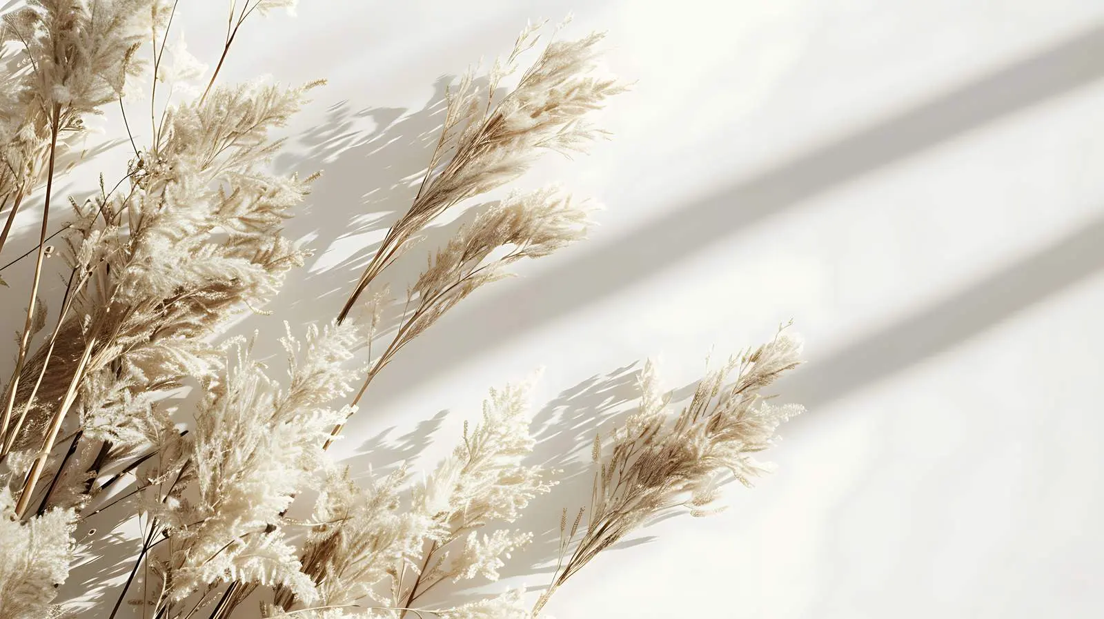 Aesthetic Dried Beige Grass Reeds in Shade – free outdoor plants image from Dotvec
