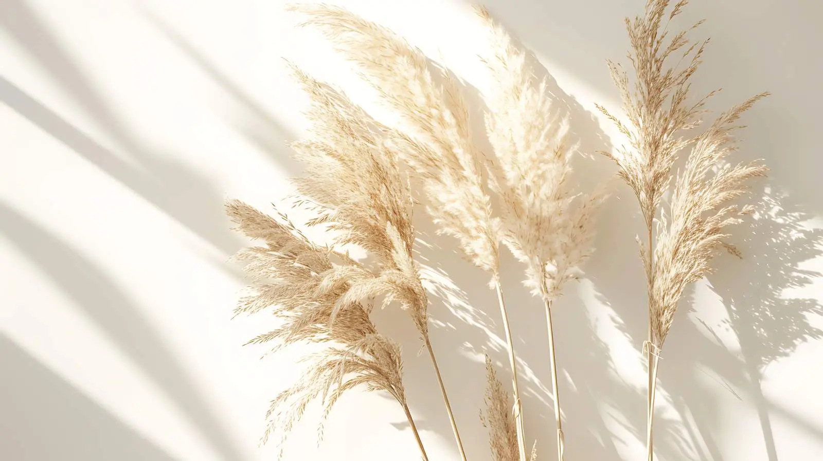 Beautiful Minimalist Dried Beige Pampas Grass Photo — free download from Dotvec
