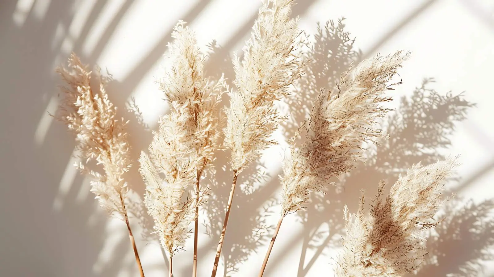 Dried Beige Pampas Grass Reeds in Minimalist Style — free download from Dotvec