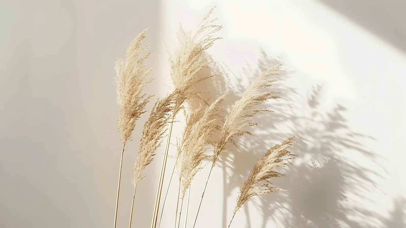 Dried Beige Pampas Grass Reeds in Minimalist Style — free download from Dotvec