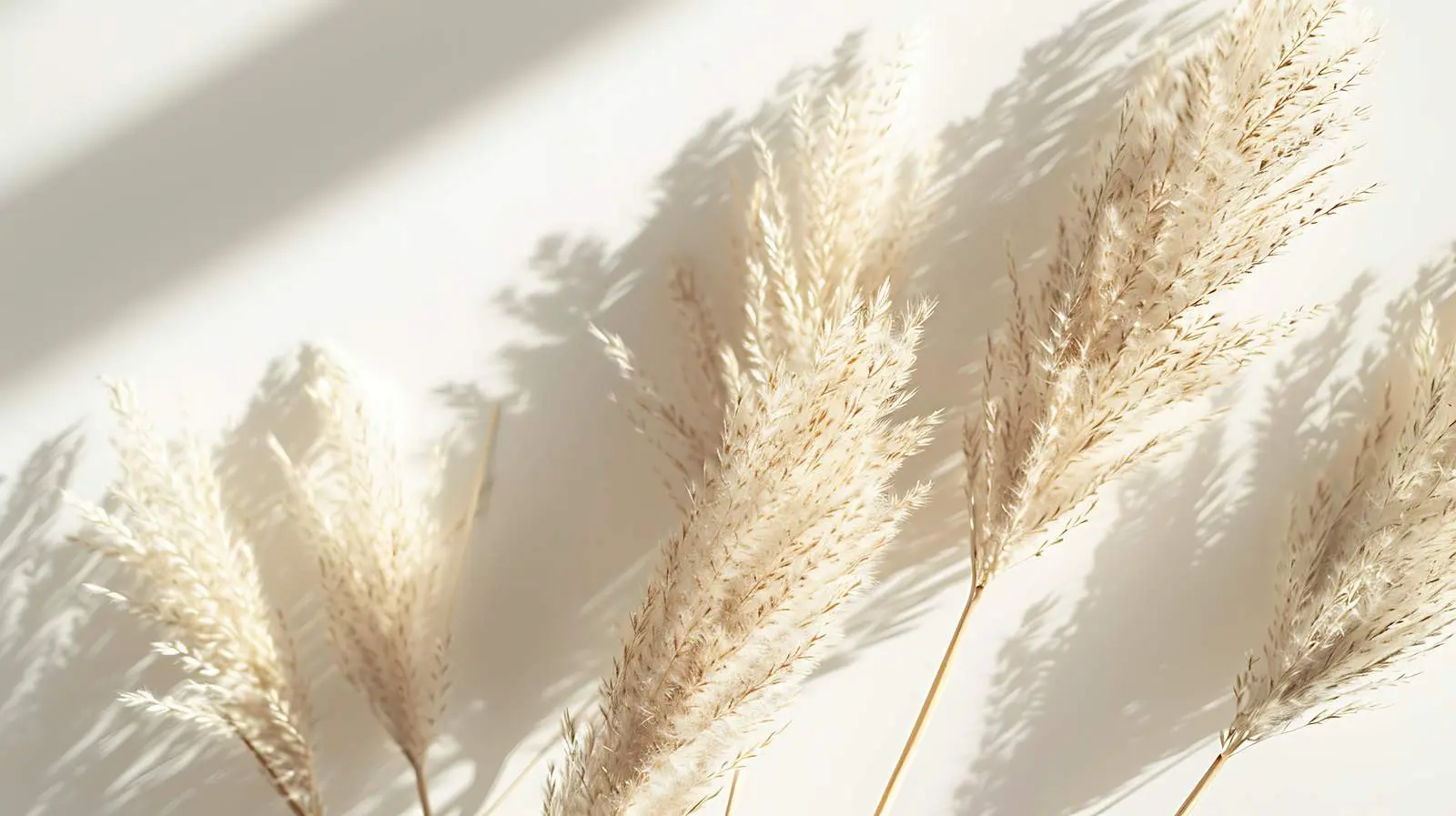 Minimalist Dried Beige Pampas Grass Reeds — free download from Dotvec