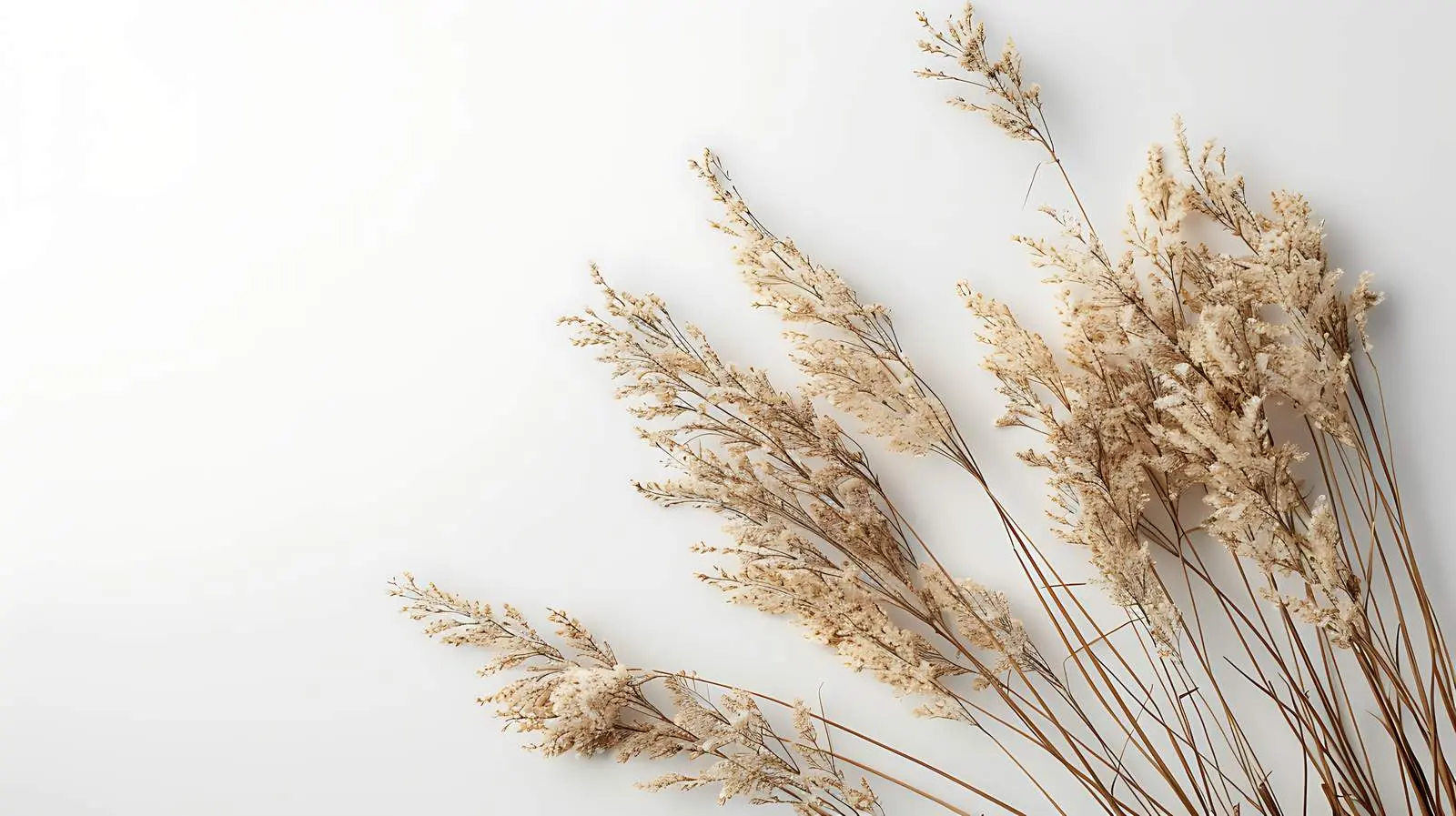 Aesthetic Dried Grass on White Wall — free download from Dotvec