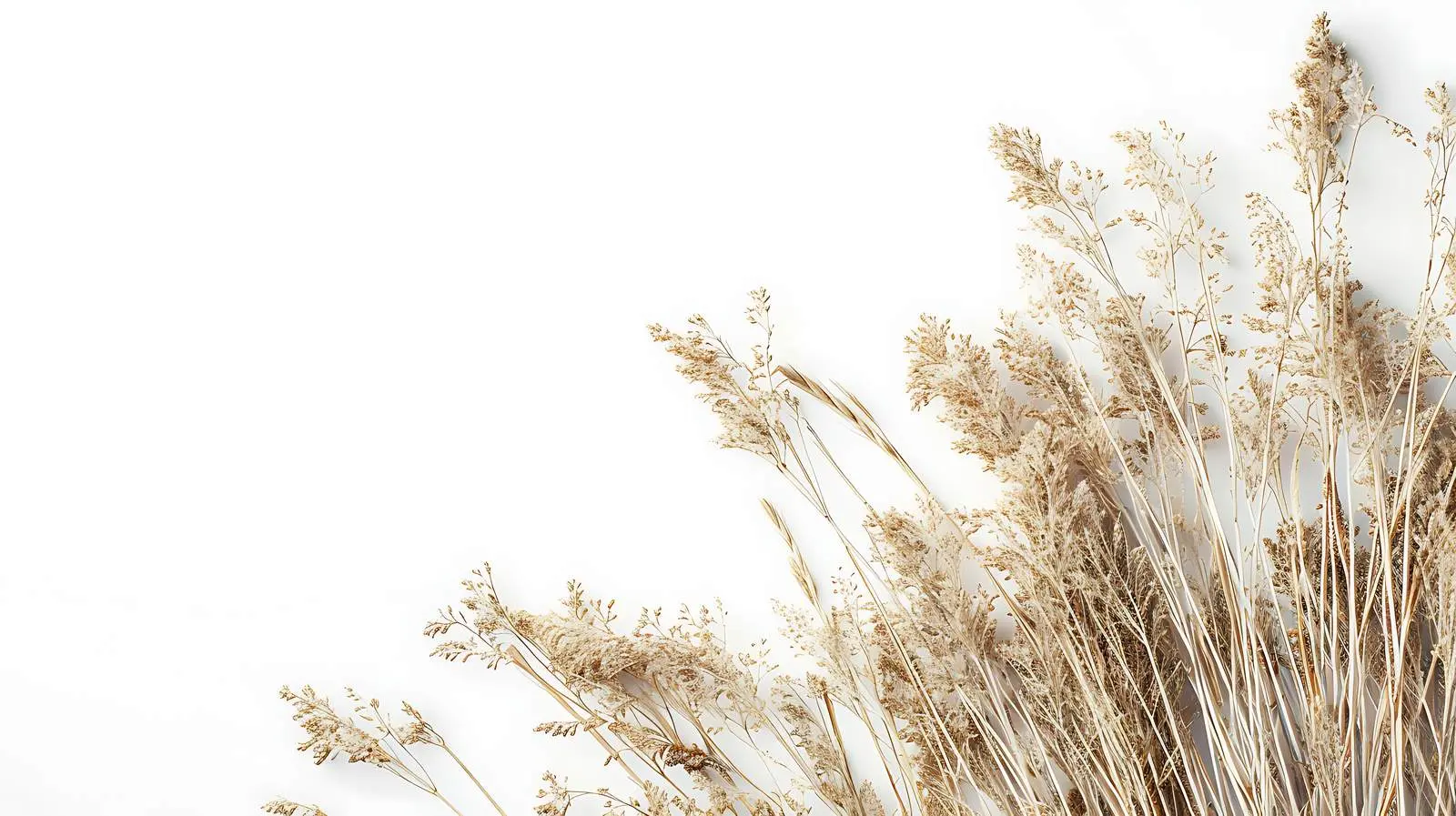 Aesthetic Dried Grass Over White Wall Background — free download from Dotvec