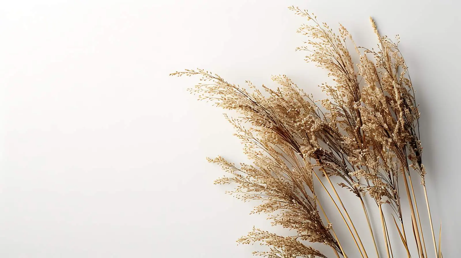 Dried Grass Against White Wall Aesthetic Photo — free download from Dotvec
